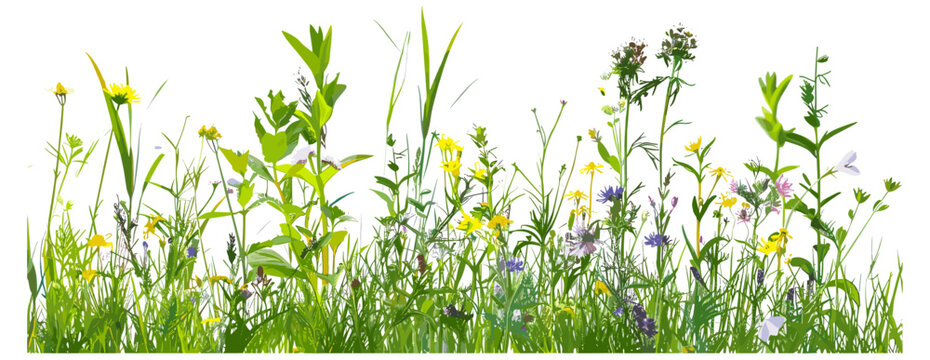 Vector grass border with wildflowers isolated on transparent background, meadow grass with wild daisies in full bloom, spring and summer nature scene, fresh green grass