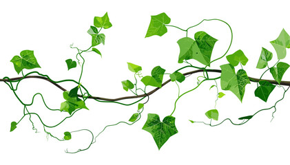 Green Vine with Leaves and Roots Vector, nature element, botanical drawing, creeping foliage, ivy tendril, jungle plant, organic art, herbal motif, garden vine, wild flora