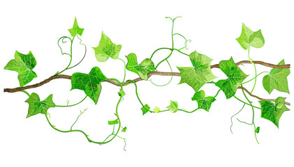 Vector Green Vine with Roots and Leaves, botanical illustration, creeping plant, lush foliage, nature design, ivy branch, climbing plant, decorative element, organic ornament