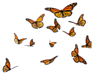 PNG Monarch butterfly flying butterflies insects monarch butterflies.