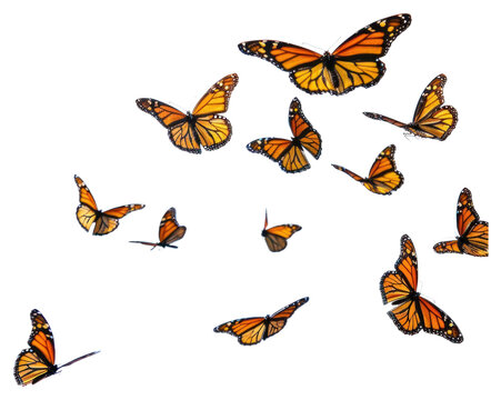 Fototapeta PNG Monarch butterfly flying butterflies insects monarch butterflies.