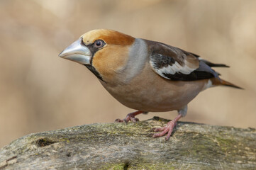 Hawfinch (Coccothraustes coccothraustes) on a branch in the forest.