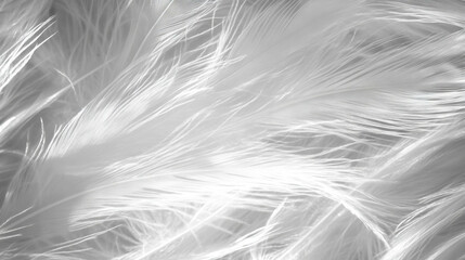 Macro view of feather texture with delicate barbs for natural design