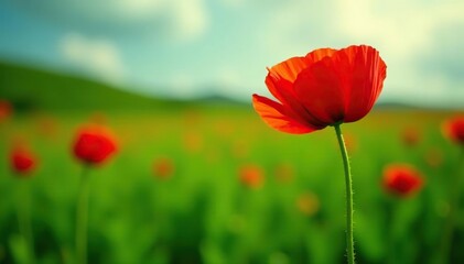 Naklejka premium Low-growing opium poppy plant in a green field, garden, herb