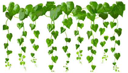 Heart-Shaped Leaves Hanging Vine Vector, Green Ivy, Botanical Foliage, Nature, Climbing Plant, Floral, Leafy Border, Isolated, Elegant, Decorative Design, Tropical