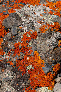Lichen chemically decomposing bed rock on summit of Mount Washington, Yellowstone National Park