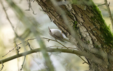 Treecreeper on a tree, treecreeper looking up the tree, woodcreeper looking for food in the bark, small brown bird running up the tree, Certhia brachydactyla