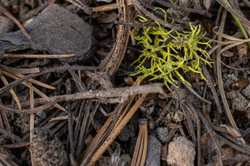 Wolf lichen and pine needles