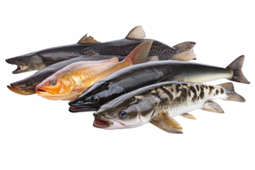 fresh fish on white background