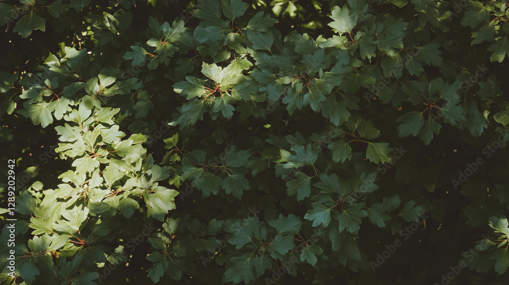 Aufkleber Natural maple leaf pattern with subtle dark knots for artistic background design