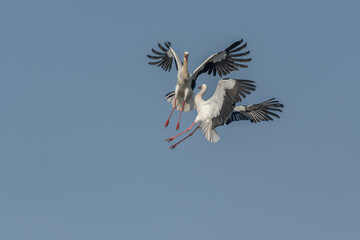 Two white storks (ciconia ciconia) fight in flight.
