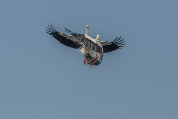 Two white storks (ciconia ciconia) fight in flight.