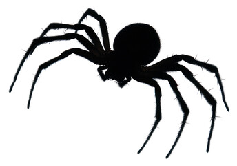 PNG Spider silhouette background arachnid invertebrate.