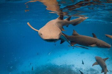 Nurse sharks underwater in blue ocean at Maldives.