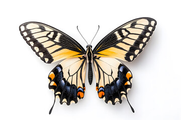 Fototapeta premium Butterfly Papilio machaon isolated on white