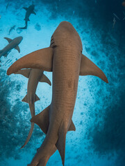 Nurse sharks swims underwater in blue ocean in Maldives.