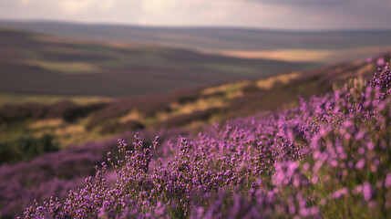 Fototapeta premium Lila Heideblüte in der Weite von North Yorkshire Hügeln
