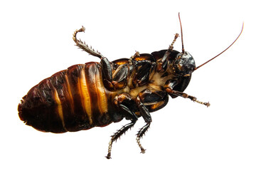 Madagascar hissing cockroach climb - closeup of the bottom surface, legs with tiny hooks and claws,...