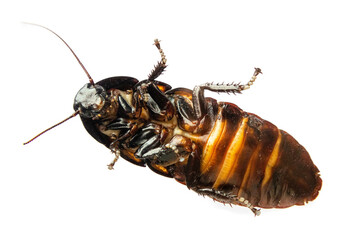 Madagascar hissing cockroach climb - closeup of the bottom surface, legs with tiny hooks and claws, female Gromphadorhina portentosa arolia