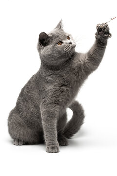 British shorthair cat with blue and grey fur playfully reaching paw for toy isolated on a white background. Funny cat sitting and playful fun with toy in front of camera by stretching paw forward