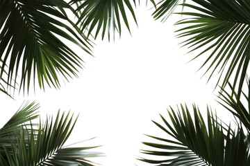 PNG Real dark palm leaves leaf background tropical.
