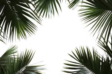 PNG Real dark palm leaves leaf background tropical.