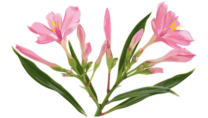 Obraz premium Vector oleander with pink bud, rosebay flower, isolated on white background, floral art, nature illustration, Nerium petals, botanical clipart, pink blooming flowers, delicate design