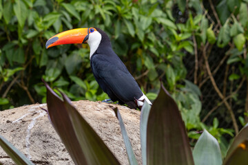 toucan in the jungle, 