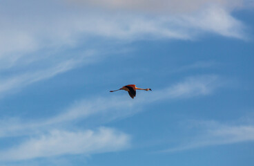 Flamingo