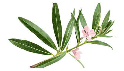 Oleander Nerium spring isolated, vector floral design, white background, pink blossoms, nature art, clipping path, botanical image, flower illustration, springtime nature