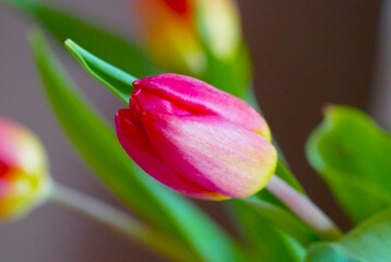 Naklejka premium Pastel pink spring tulip in vase close macro details flower background