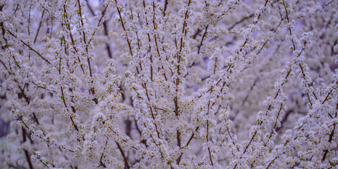 Branches of blossoming cherry on blue sky background. Spring photo of blossom spring nature. White flowers the fruit tree. Cherry blossoms white flowers against a blue sky.