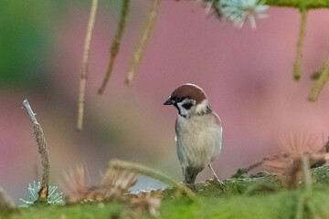 photo of a bird from the wild in the desert wilderness