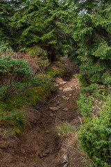 Trail among alpine pine bushes in the Carpathian Mountains in summer