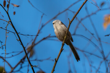 photo of a bird from the wild in the desert wilderness