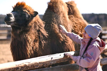 A teenage girl stroking or petting a big camel on a farm