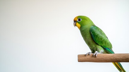Colorful parrot perched on wooden branch against minimalistic ba