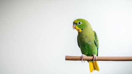 Bright green parrot perched on natural branch, showcasing vibran