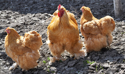 Poultry in the yard