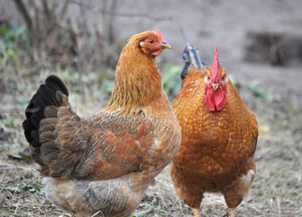 Poultry in the yard