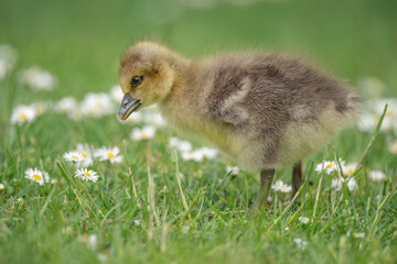 Greylag gosling on the daisy covered grass, close up