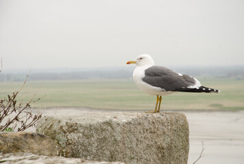 Lesser black-backed gull Larus fuscus graellsii. Mont-Saint-Michel. Normandy. France.
