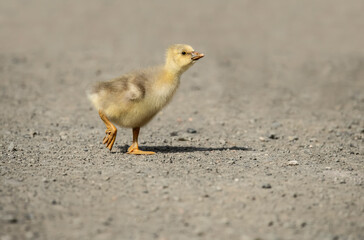 Greylag Gosling on the road, close up