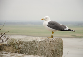 Lesser black-backed gull Larus fuscus graellsii. Mont-Saint-Michel. Normandy. France.