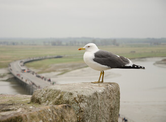 Lesser black-backed gull Larus fuscus graellsii. Mont-Saint-Michel. Normandy. France.