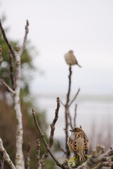 Male house sparrow Passer domesticus and another house sparrow in the background. Mont-Saint-Michel. Normandy. France.