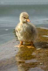 Greylag Gosling in a loch, close up