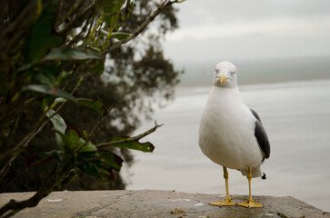 Lesser black-backed gull Larus fuscus graellsii. Mont-Saint-Michel. Normandy. France.