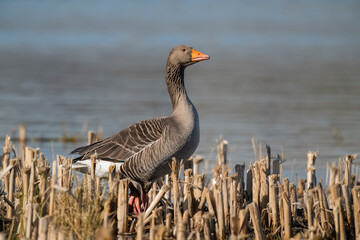 Greylag goose standing in the reeds on a loch