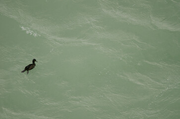 Naklejka premium European shag Gulosus aristotelis. Cape Frehel. Cotes-d'Armor department. Brittany. France.